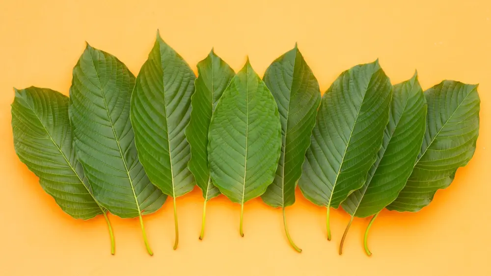 kratom hoe gebruik je het