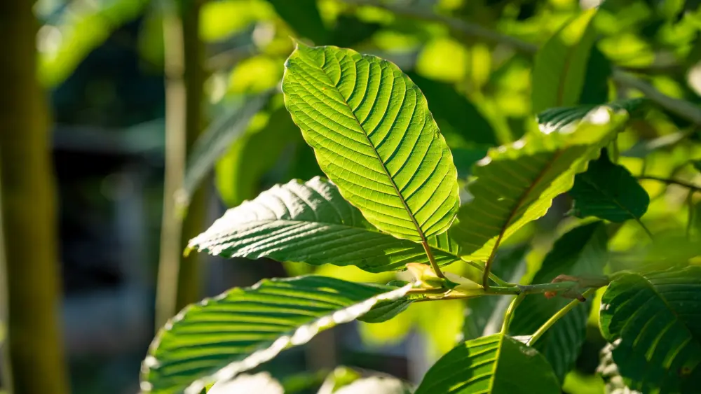 kratomblad