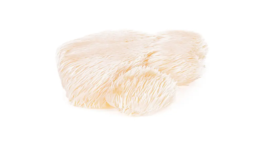 lion's mane mushroom