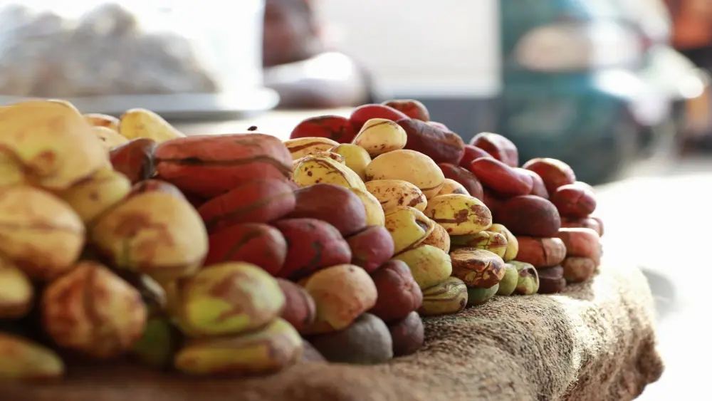 cola nut