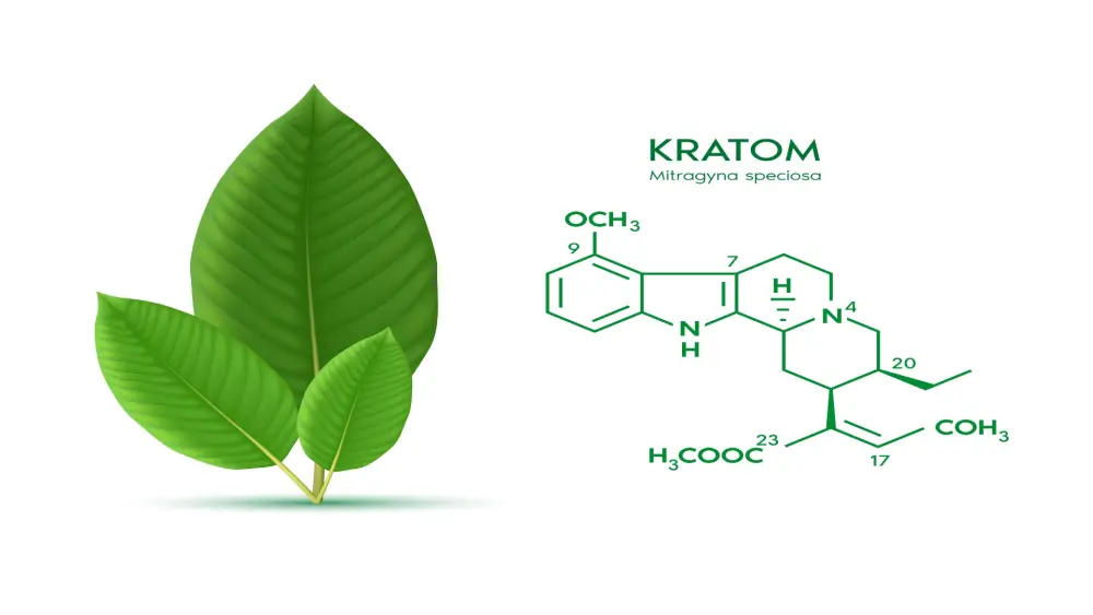 Albero di Kratom (Mitragyna speciosa) del Sud-est asiatico