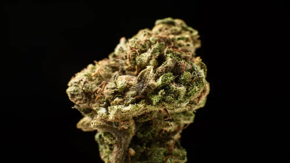 cannabisbuds