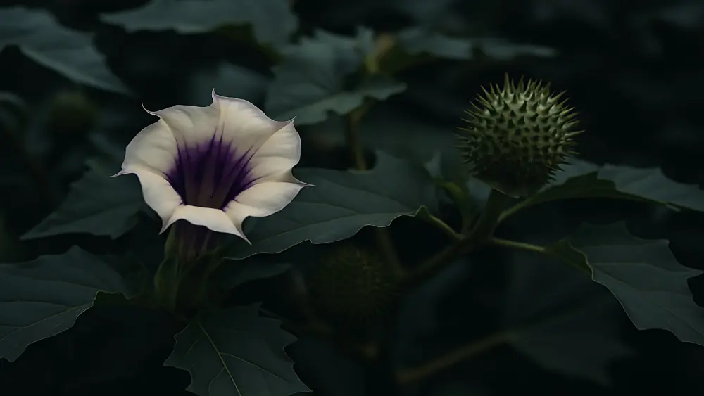 La datura es una planta potencialmente mortal.
