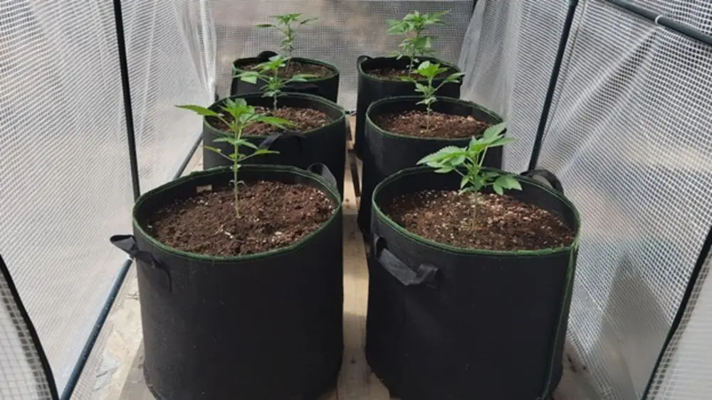 autoflower cannabisplanten in potten in een kweektent