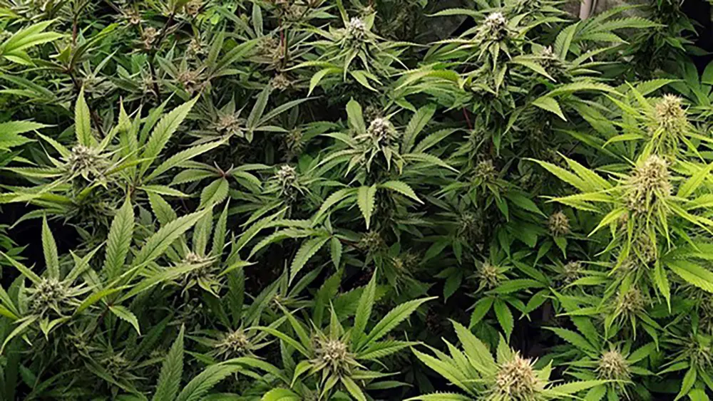 più cime di cannabis