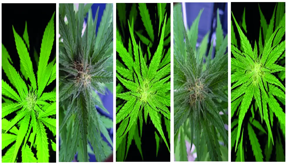 weed