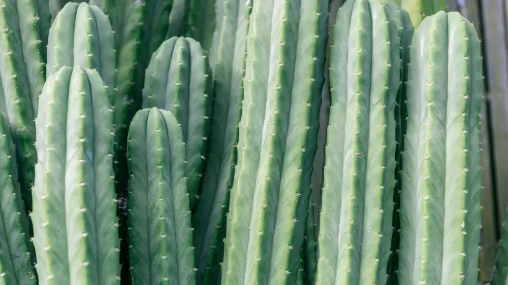San Pedro cactus