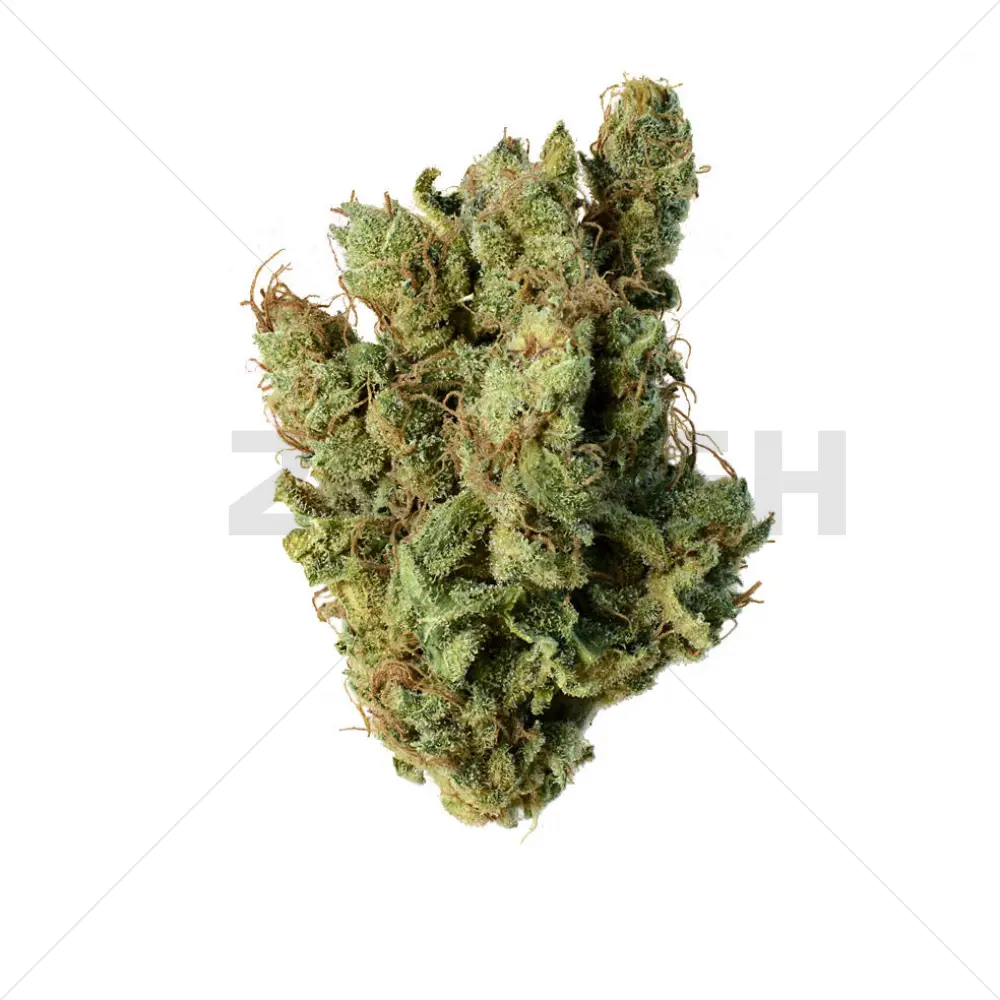 Super Silver Haze (Amsterdam Genetics) femminilizzata