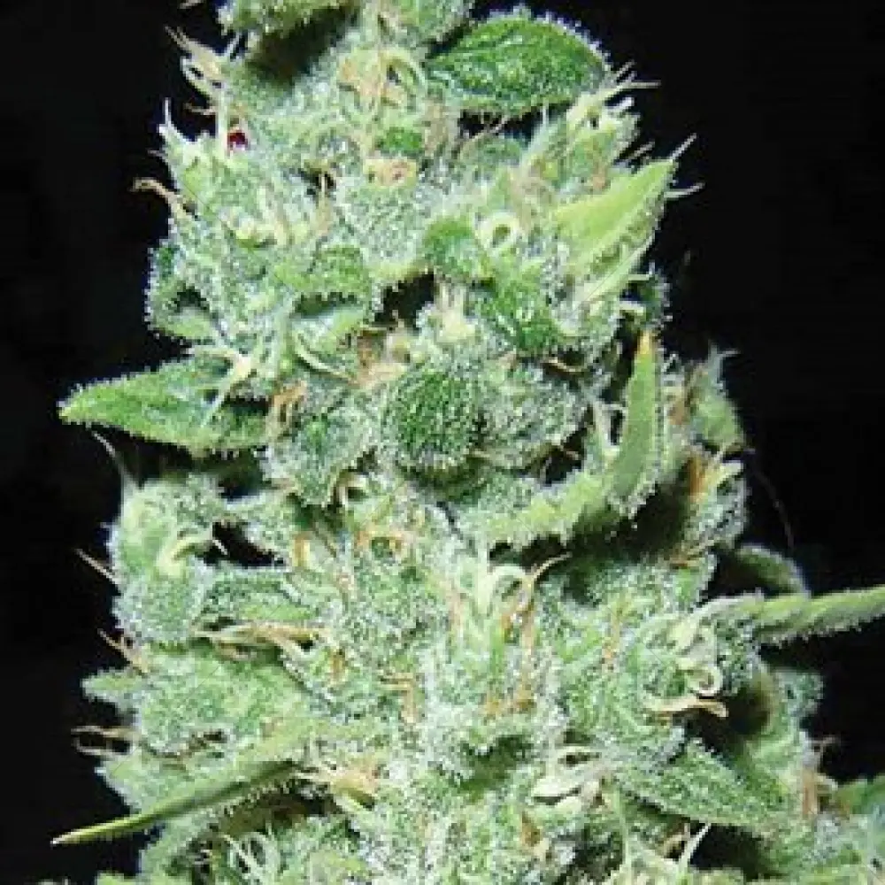 AK-49 (Semi di Visione)