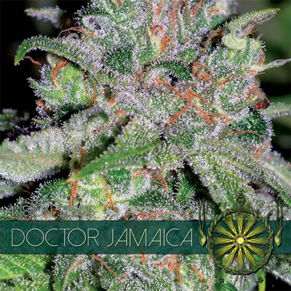 Doctor Jamaica (Vision Seeds) femminizzata