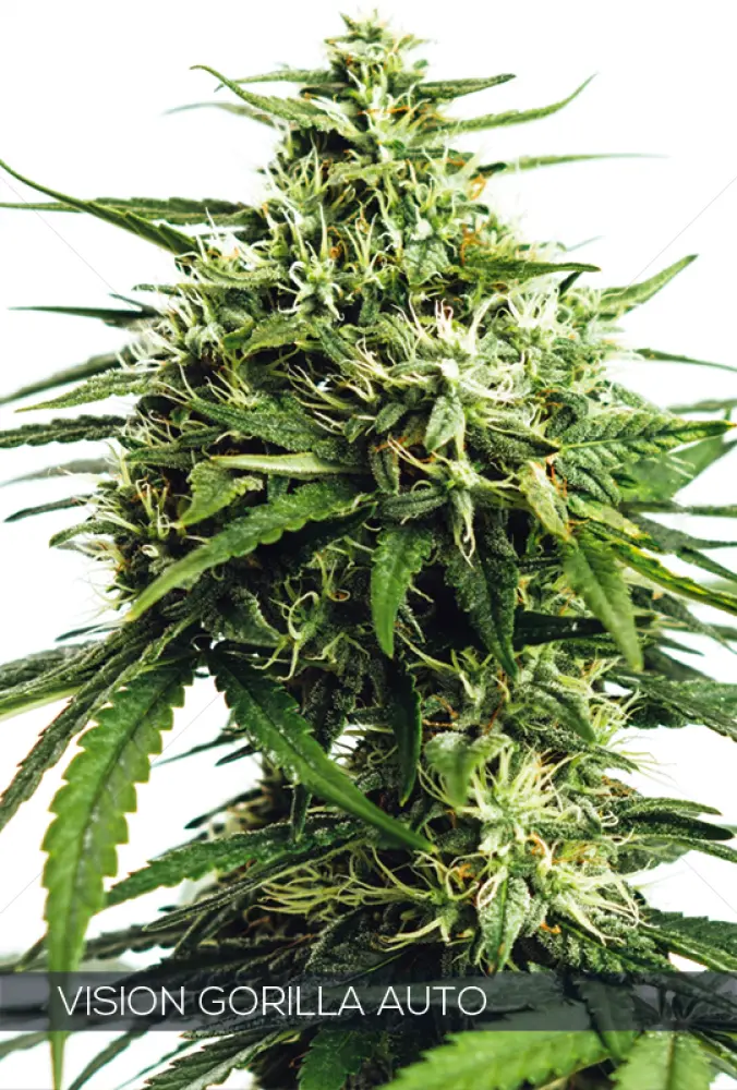 Vision Gorilla Auto (Vision Seeds)