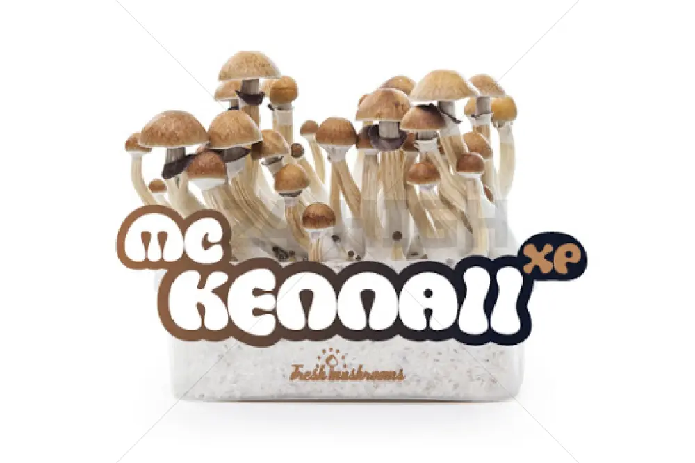 100% Micelio Magic Mushroom Growkit McKennaii