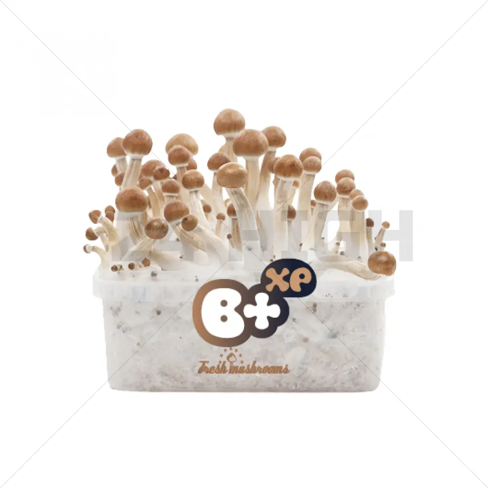 100% Micelio Magic Mushroom Growkit B+