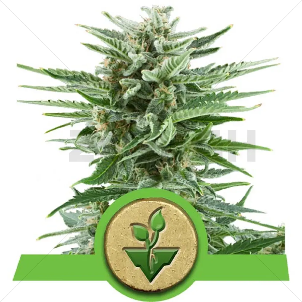 Easy Bud - Automatico (RQS)