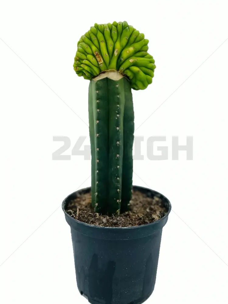San Pedro Cristata Lime - (Trichocereus pachanoi)
