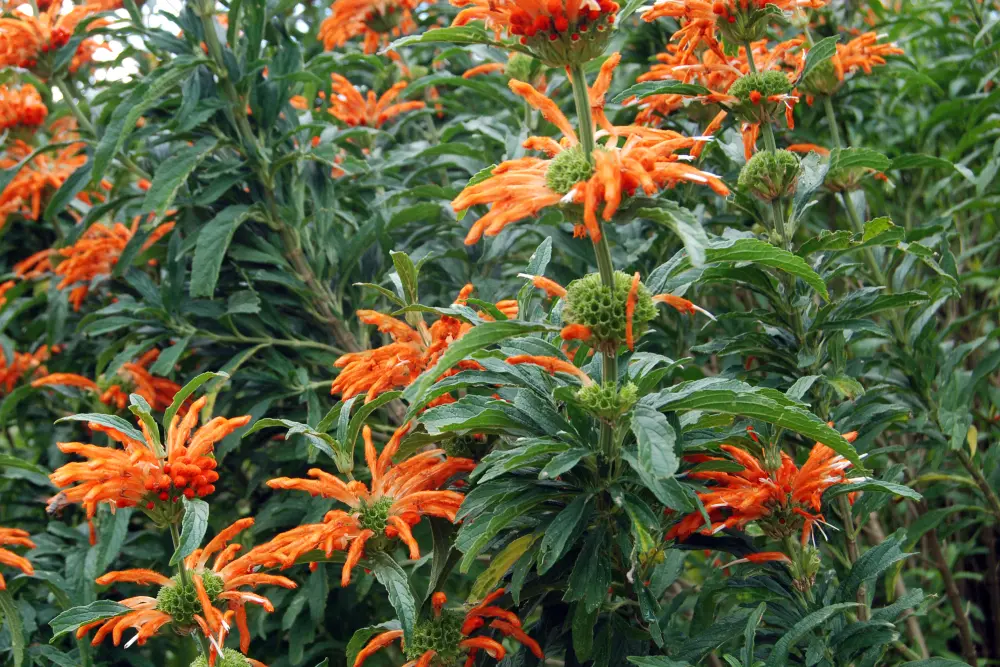 Dagga selvatica (Leonotis leonorus) - 10 Semi