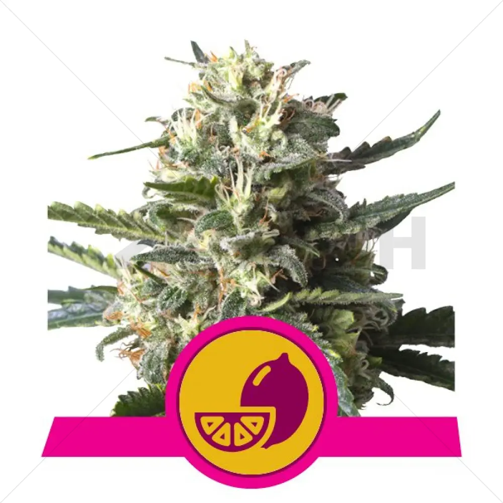 Limone brillante Haze d'argento (RQS)