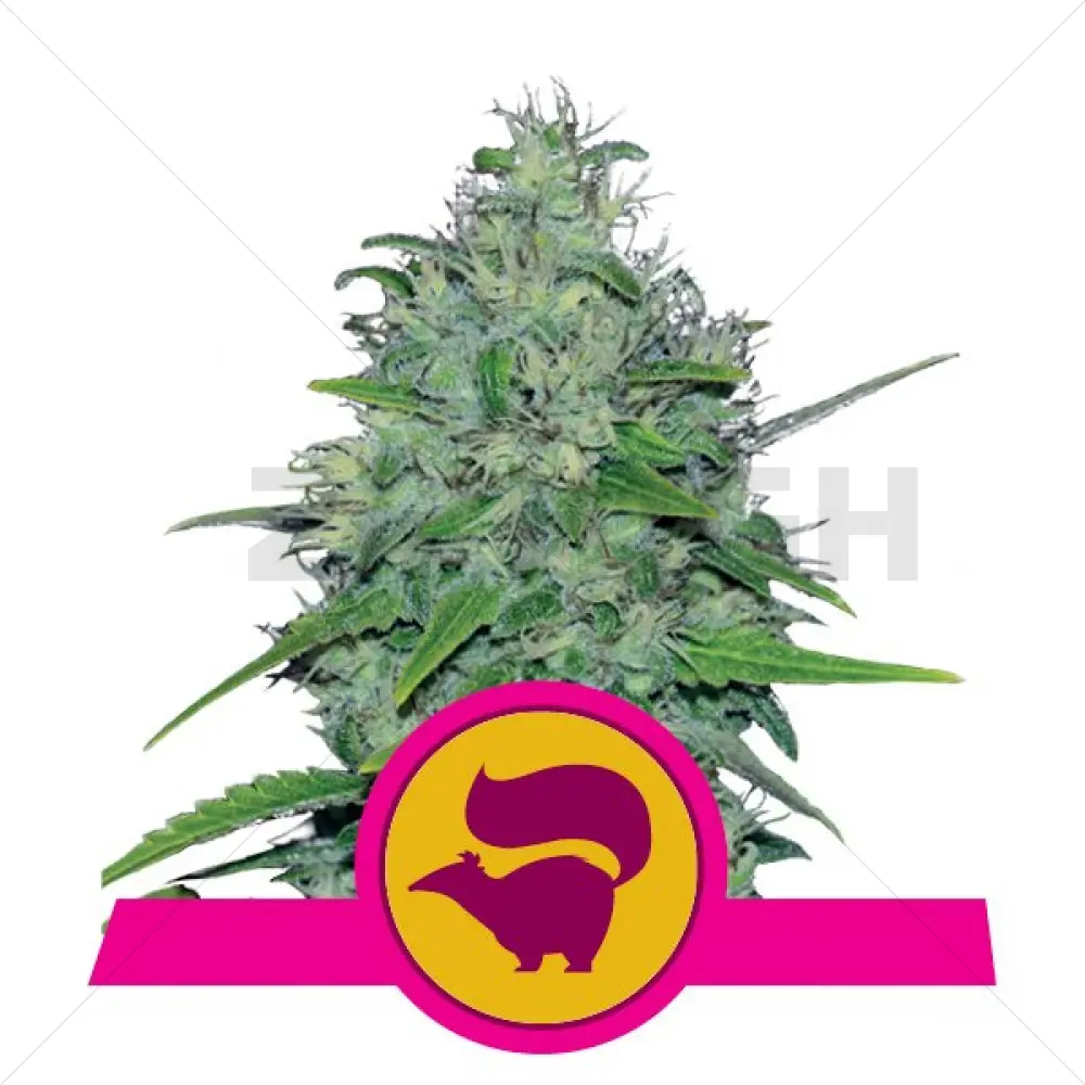 Skunk XL Femminilizzata (RQS)