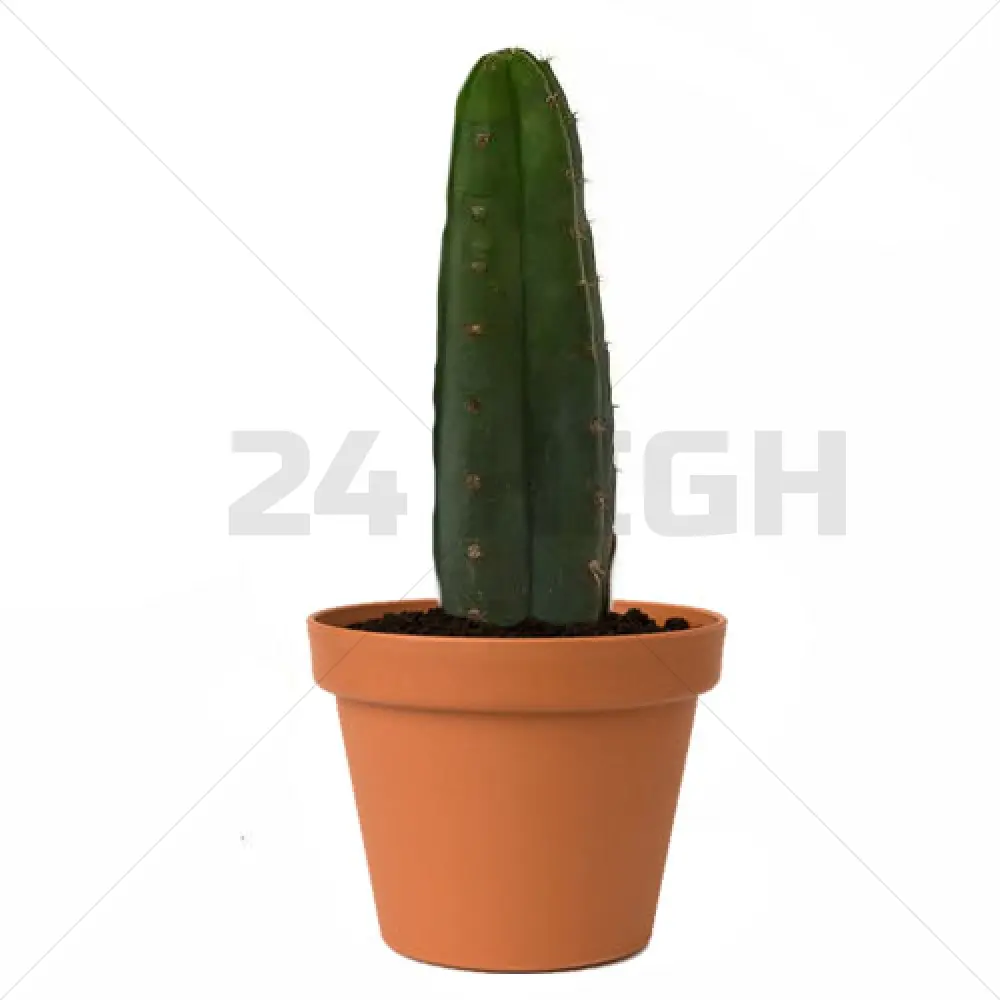San Pedro Pachanoi (Trichocereus) in vaso piccolo 25 CM - 35 CM