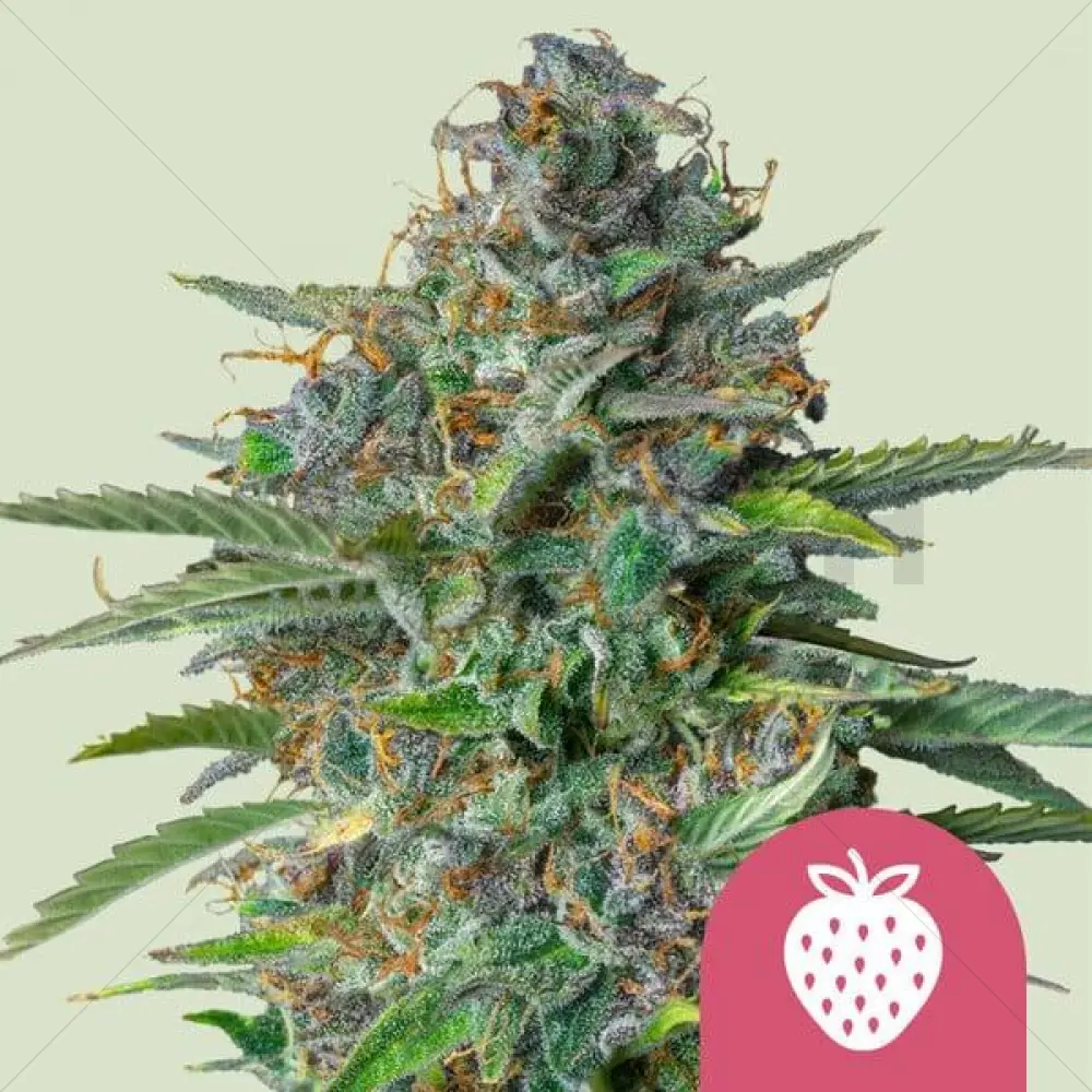 Strawberry Cough (RQS)