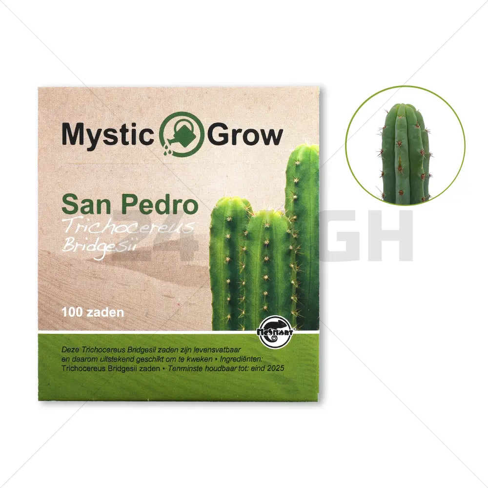 Semi di San Pedro (Trichocereus bridgesii)