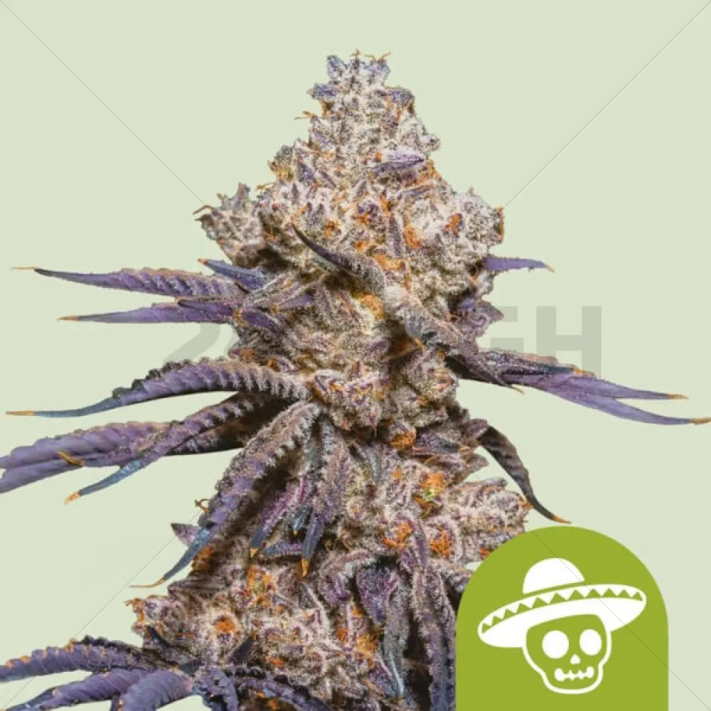 Rush Auto messicano (RQS)