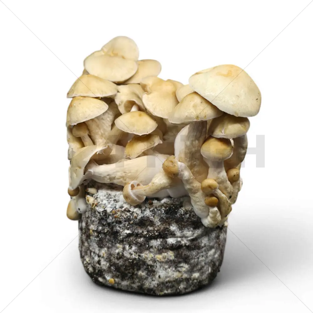Kit di coltivazione di funghi - Cascadian Teacher