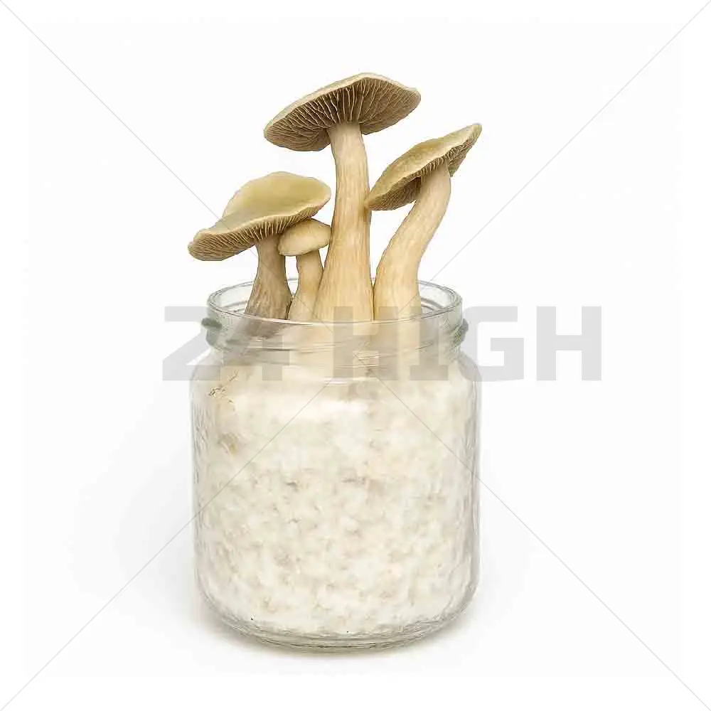 White Rabbit Mushroom Spawn