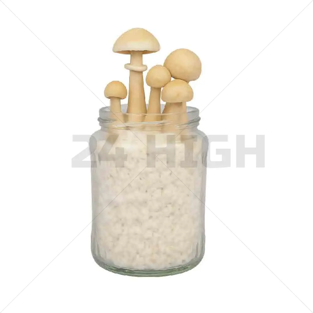 Albino A+ Mushroom Spawn