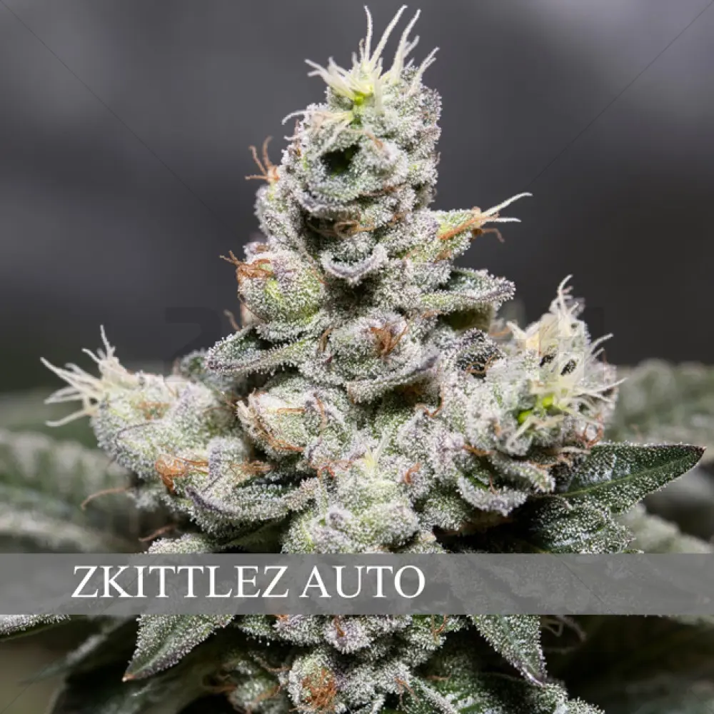 Zkittlez Auto (Vision Seeds)