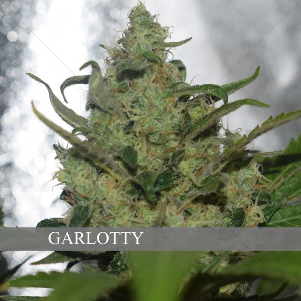 Garlotty (Vision Seeds)