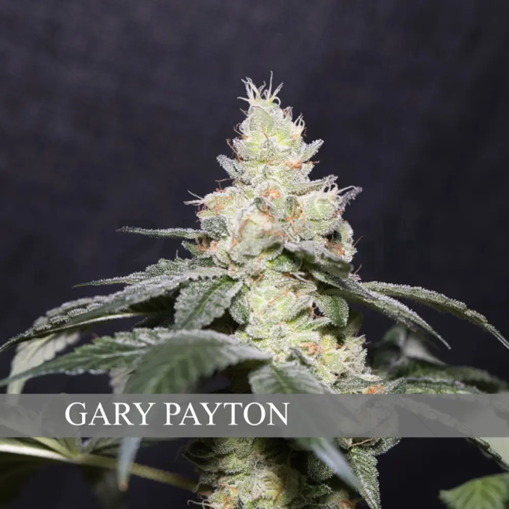 Gary Payton (Vision Seeds)