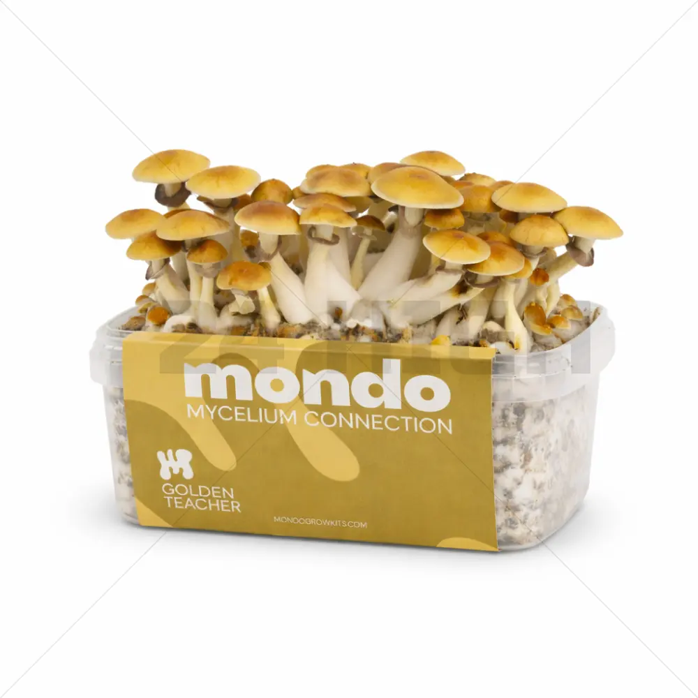 Kit di coltivazione Mondo Golden Teacher