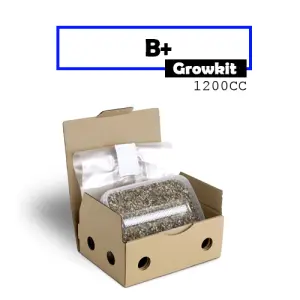 Kit di coltivazione Mondo B+