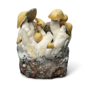 Kit di coltivazione di funghi - Mac Galactic
