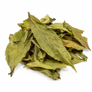 Chacruna (Psychotria viridis) Foglie – 50 grammi