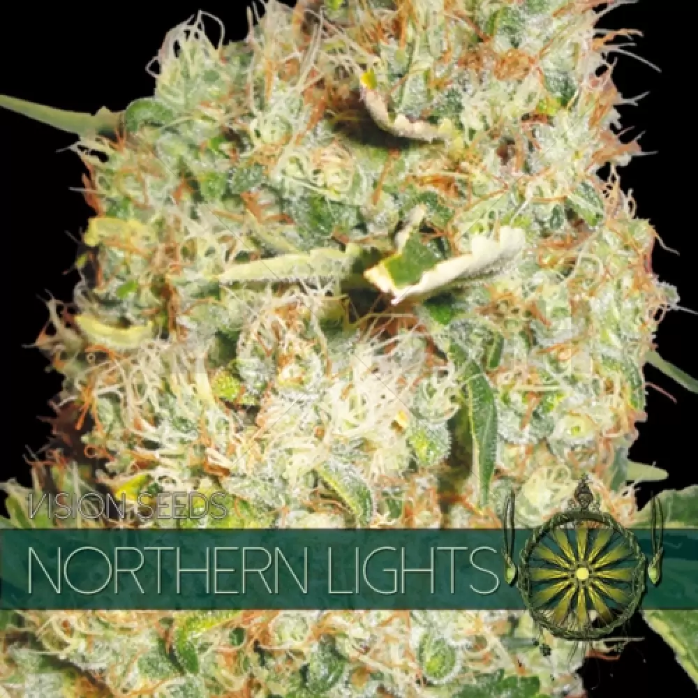 Luci del Nord (Vision Seeds)