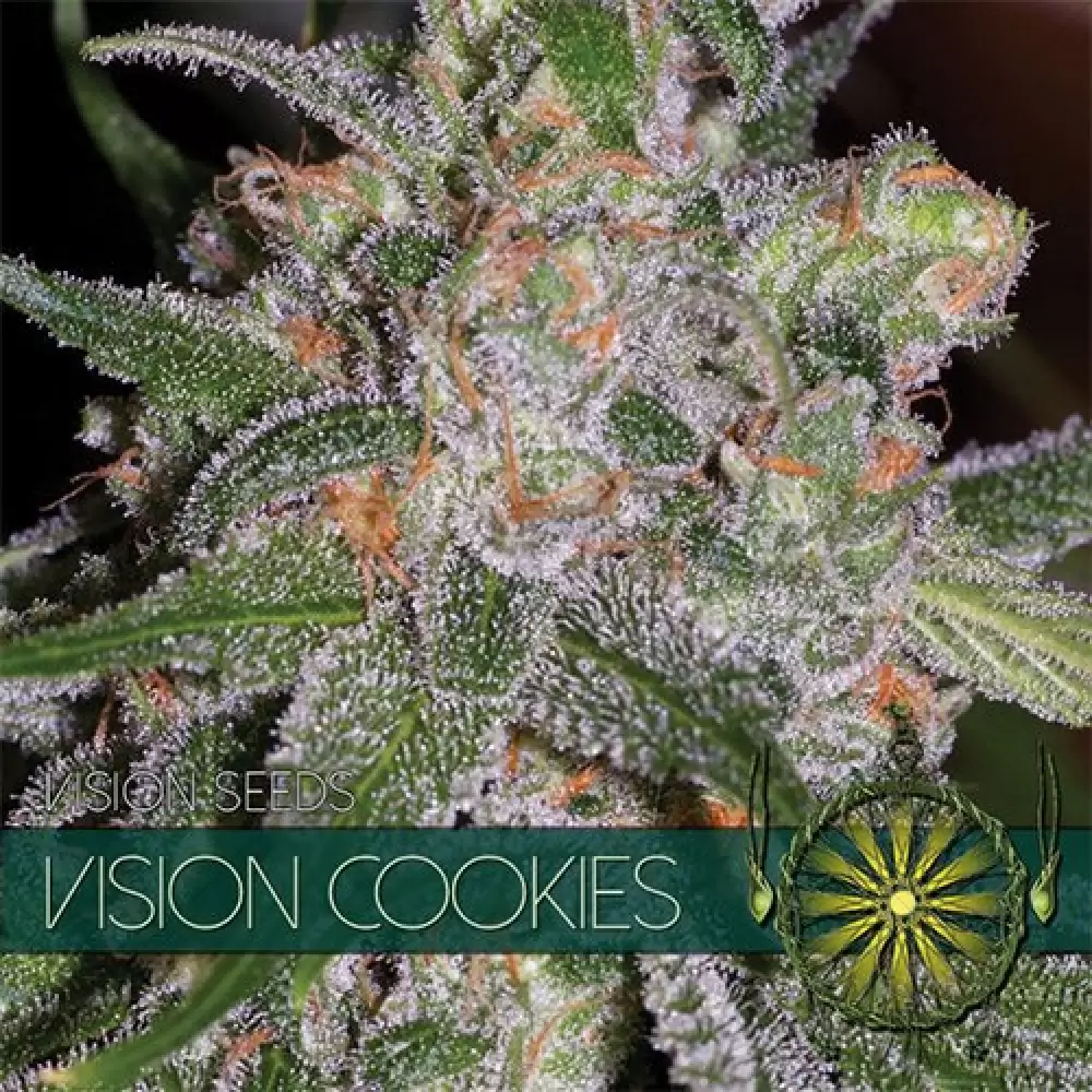 Vision Cookies (Vision Seeds) femminizzata