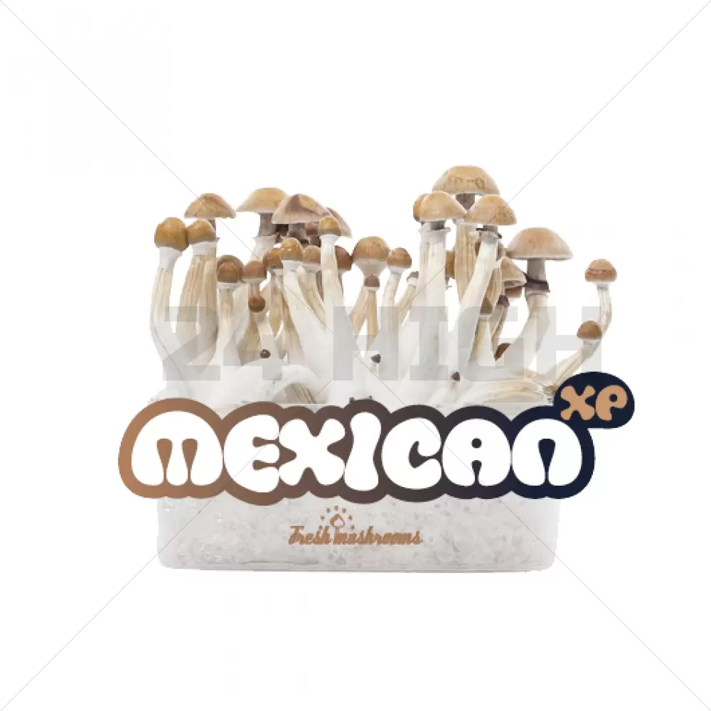 100% Mycelium Magic Mushroom Growkit messicano