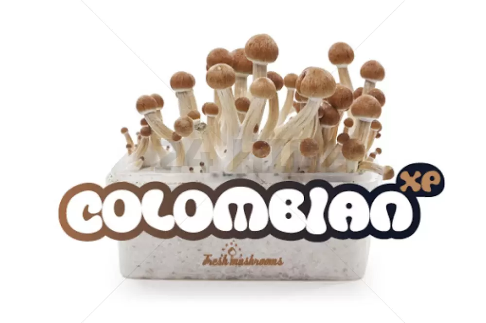 100% Micelio Magic Funghi Growkit Colombiano