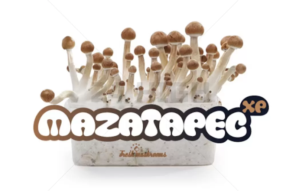 100% Micelio Magic Mushroom Growkit Mazatapec