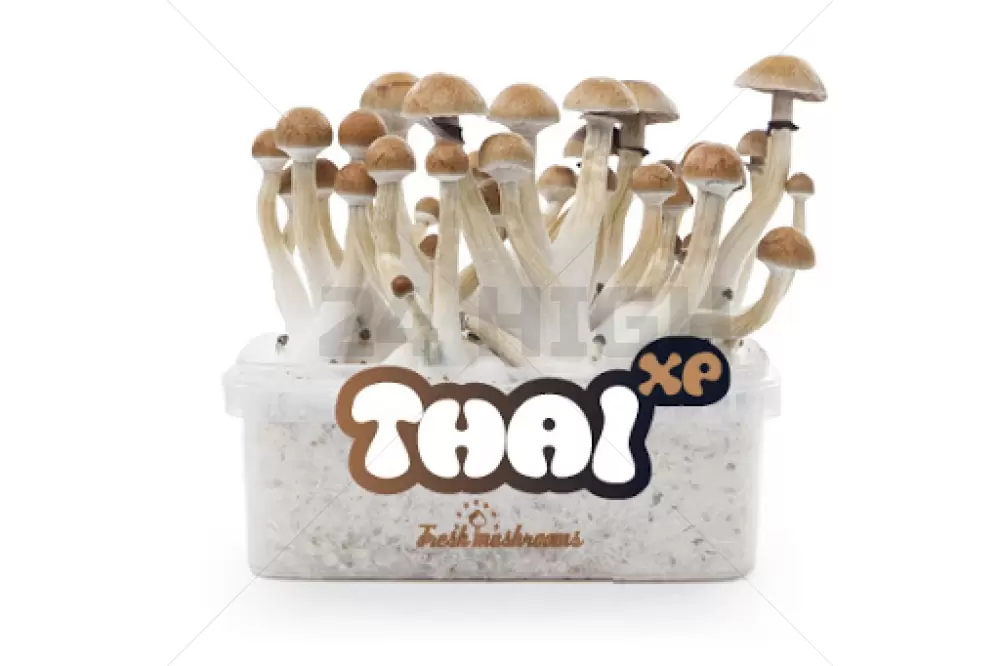 100% Micelio Magic Mushroom Growkit Thai