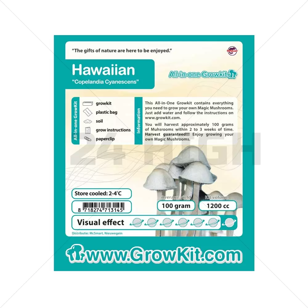 Kit per la coltivazione di funghi Copelandia Hawaiian - 1200cc