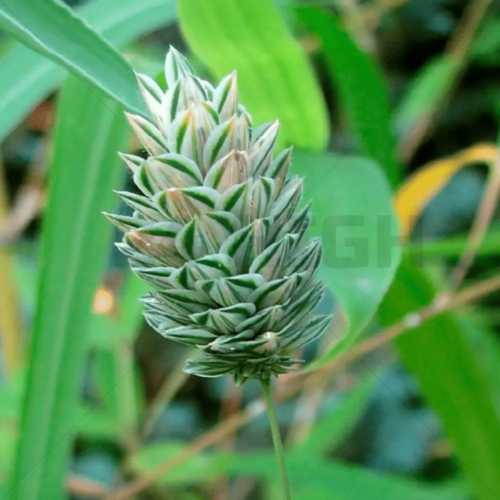 Scagliola (Phalaris Arundinacea) - 5 grammi