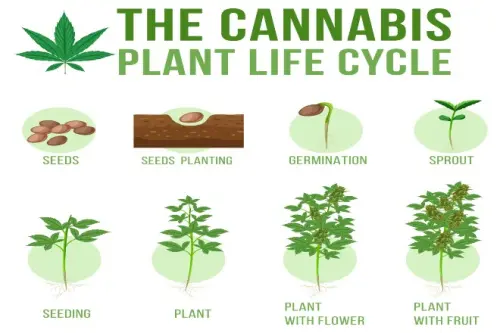 QUANDO INIZIARE A NUTRIRE LE PIANTE DI CANNABIS DA ESTERNO?