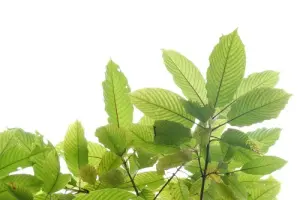 Tipi di kratom: quali sono le differenze tra Red, Green e White Vein?