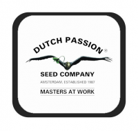 Passione olandese